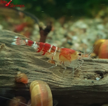 Preview: Crystal Red